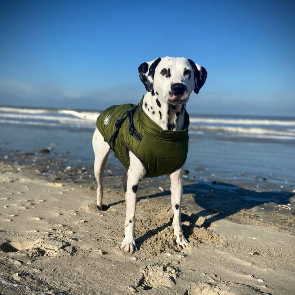 Parka Impermeabilă Pentru Câini - Protecție & Stil