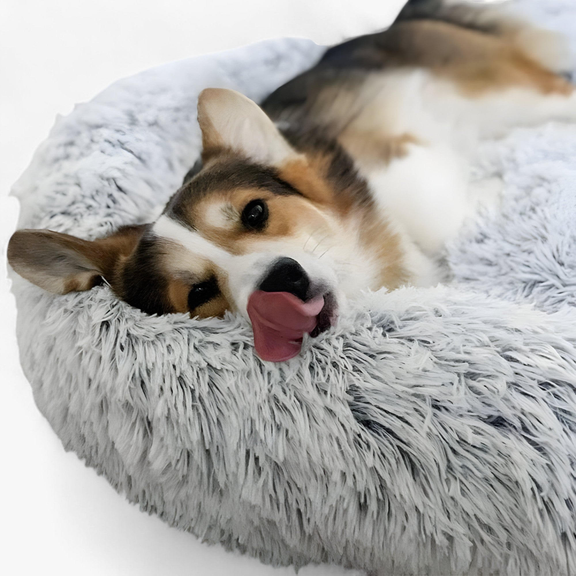 Beroligende Seng Til Dyr – Komfortabelt Og Genoprettende Søvn