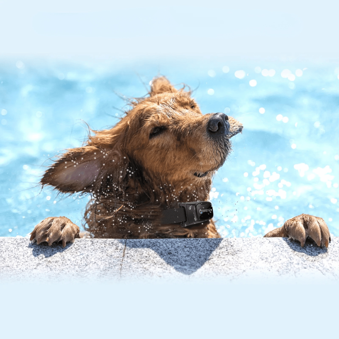 Výcvikový obojek pro psy – LED dálkové ovládání a dosah 1000 m