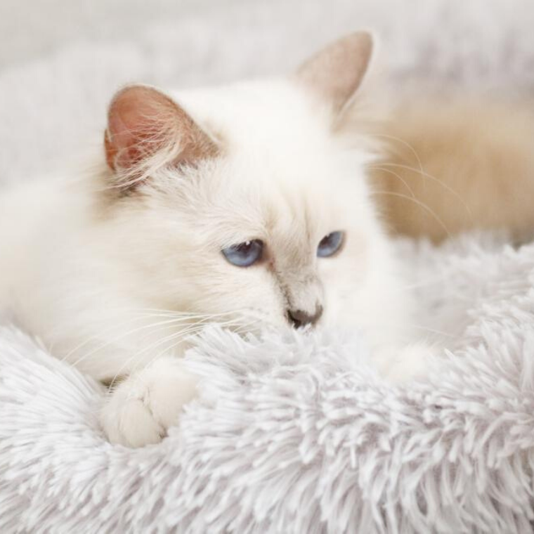 Άνετο Καλάθι Για Γάτες - Υπερβολικά Μαλακό