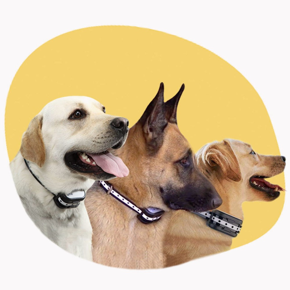Draadloos omheiningssysteem voor honden met trainingshalsband - Totale veiligheid en gecontroleerde vrijheid