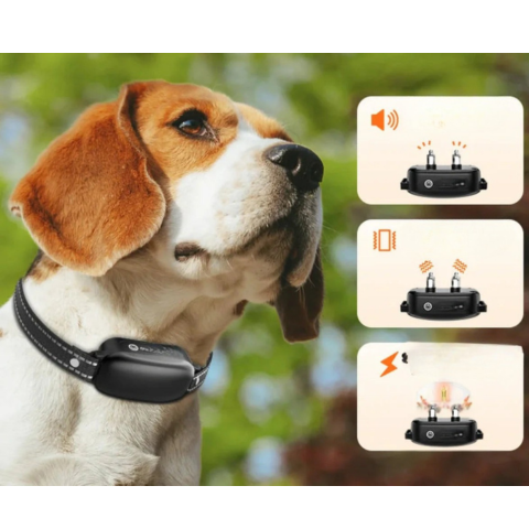 Dressurgjennomføring med fjernkontroll – Effektiv utdanning 