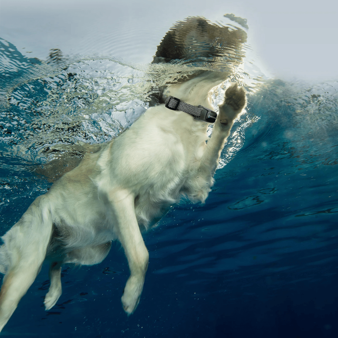 Výcvikový obojek pro psy – LED dálkové ovládání a dosah 1000 m 