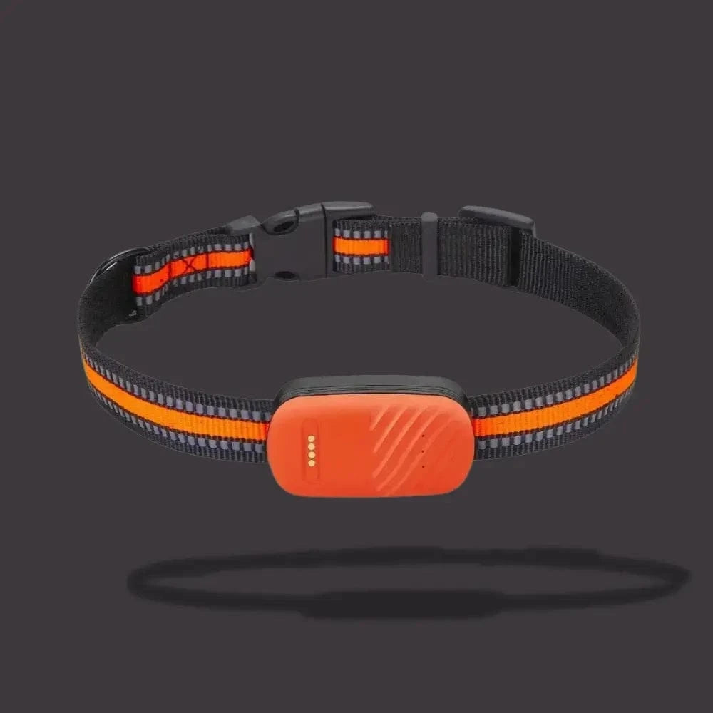 GPS-seuranta kaulakoru kissalle – Paikannus ja päivittäinen mukavuus 